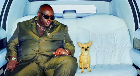 Rapsztár és kutyája