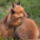 Rokaidill_1778157_8149_t