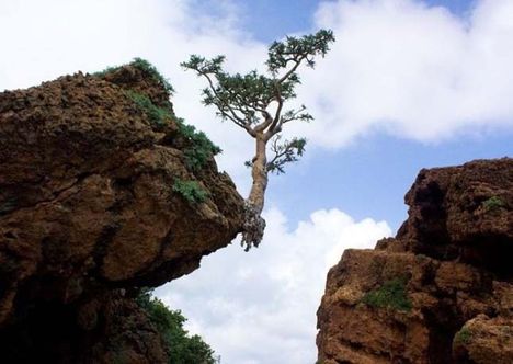 Socotra