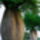 Tojas_fak_1779649_9621_t