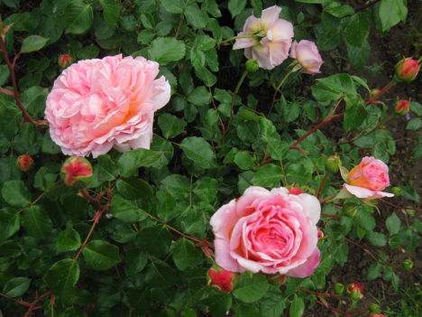 Abraham Darby     angol rózsa