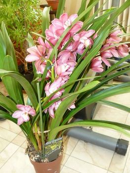 csonak orchidea különleges szine