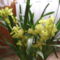 csonak orchidea sárga