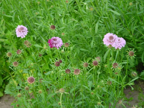 DSC06047