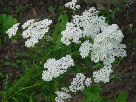 DSC06060