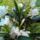 Feher_dupla_leanderem_1707255_4408_t