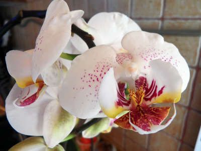 Fehér orchidea