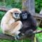 gibbon 1