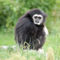 gibbon 2