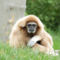 gibbon 3