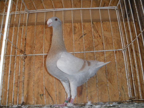 IMGP3164
