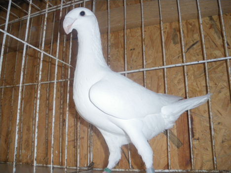 IMGP3178