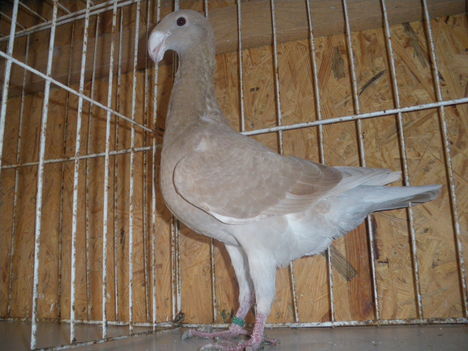 IMGP3187