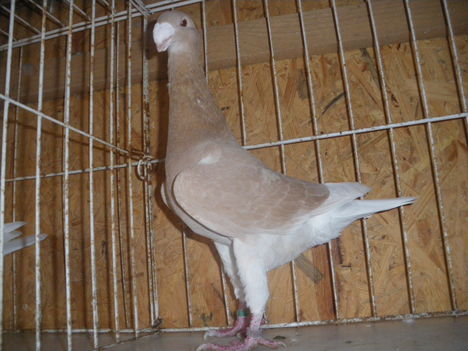 IMGP3207