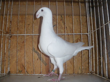 IMGP3212