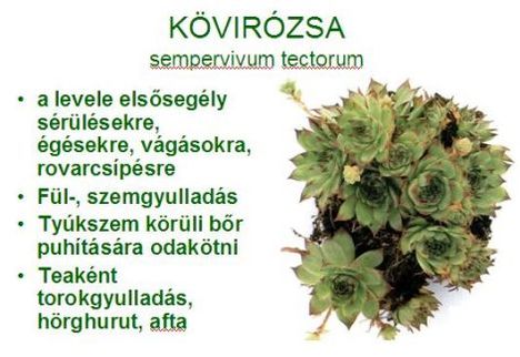 kovirozsa