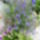 Levendulak_1_1707993_6759_t
