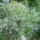Levendulak_2_1707994_3739_t