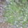 Levendulak_3_1707995_7286_t