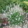 Levendulak_4_1707996_2431_t