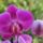 Lila_gyonyoruseg_1770932_2421_t
