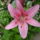 Liliom_177107_97817_t