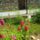 Malyvarozsak-001_1707268_2858_t