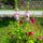 Malyvarozsak_1707263_7452_t