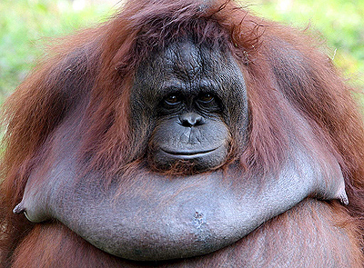 orangután 1