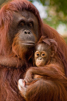 orangután 2