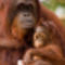 orangután 2