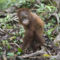 orangután 3