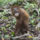 Orangutan_3_1077110_4997_t