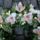 Orchideak2_1077531_5415_t