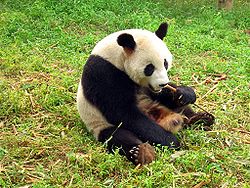 panda 1