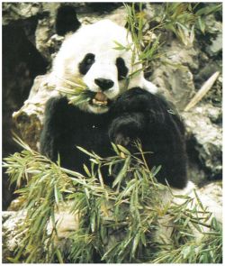 panda 2