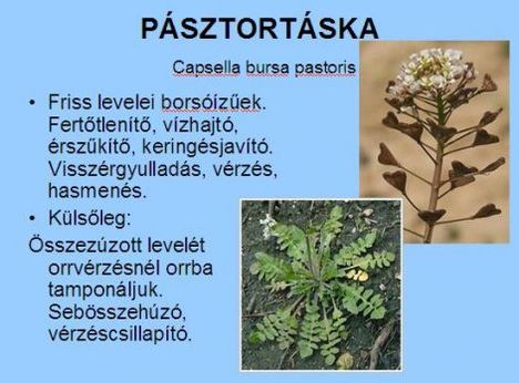 pasztortaska