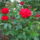 Rozsa-008_177528_90592_t