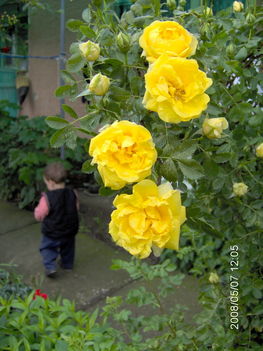 sárga rózsa édesanyám emlékére