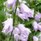 Széleslevelű harangvirág - Campanula latifolia in forest