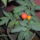 Virag_177945_41564_t