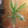 Yucca_177459_32305_t