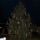 Buj_karacsonyfaja_1781302_9559_t