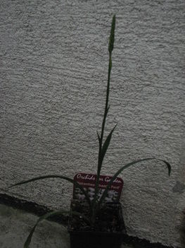 Füzértekercs (Spiranthes cernua va. odorata 'Chadd's Ford')  2