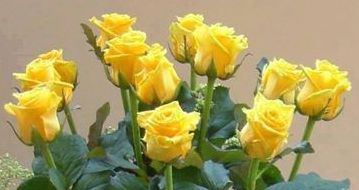 Kellemes, szép napot kívánok a Barátság rózsáival Mindenkinek!