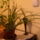 Nagymama_viragjaildiko_o_lenne_azmost_vilanynal_fotoztam_1781080_5982_t
