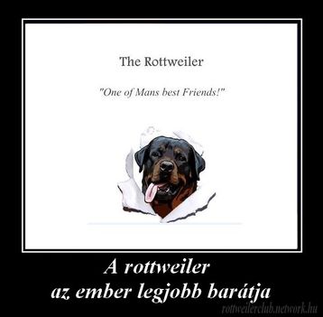 A rottweiler az ember legjobb barátja