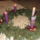 Advent_2_35_1783175_4856_t