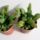 Haworthia_asperula_1784345_9131_t