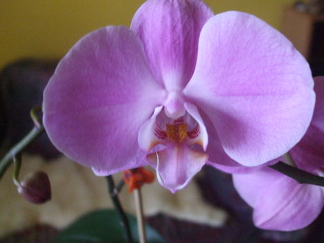 Orchideáim. 1